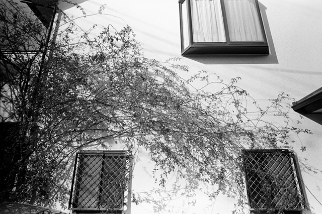 ���U���ʐ^�A���o�� f-2014.01.26Yokohama-M3-Elmarit21mmF2.8ASPH-400TX-D76-undiluted-51.jpg 2014.01.26<BR>���l<BR>M3 Elmarit21mmF2.8ASPH<BR>400TX D76 undiluted
