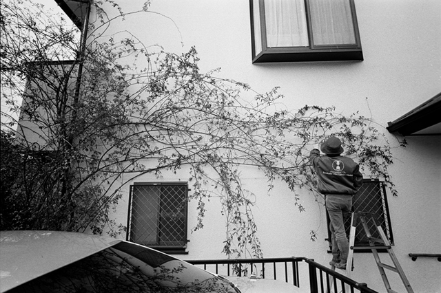 ���U���ʐ^�A���o�� f-2014.01.26Yokohama-M3-Elmarit21mmF2.8ASPH-400TX-D76-undiluted-52.jpg 2014.01.26<BR>���l<BR>M3 Elmarit21mmF2.8ASPH<BR>400TX D76 undiluted